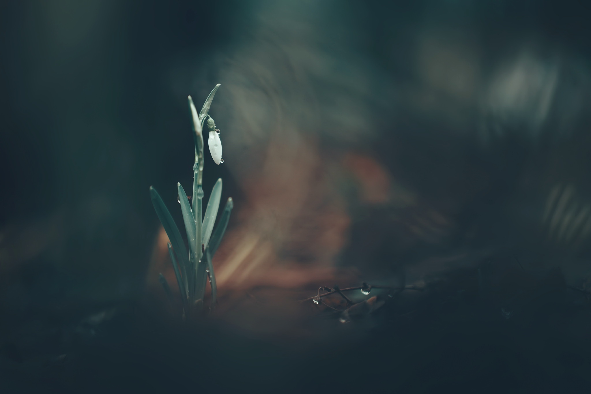 About Naturezone Organics